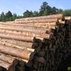 Транспортер продольный для бревен с толкателем